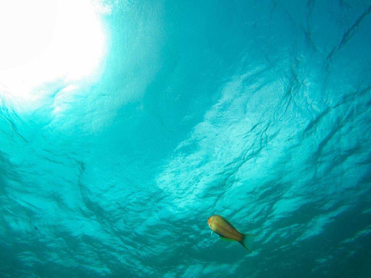 yachting in the red sea