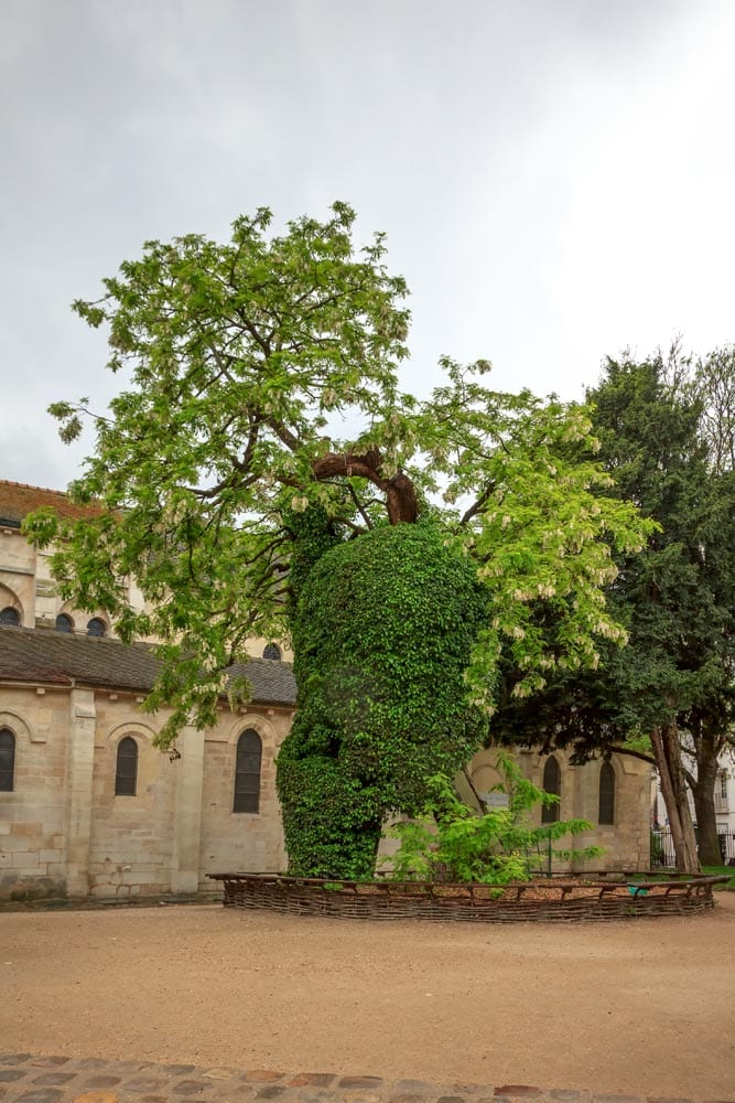 facts-about-paris-oldest-tree-in-town