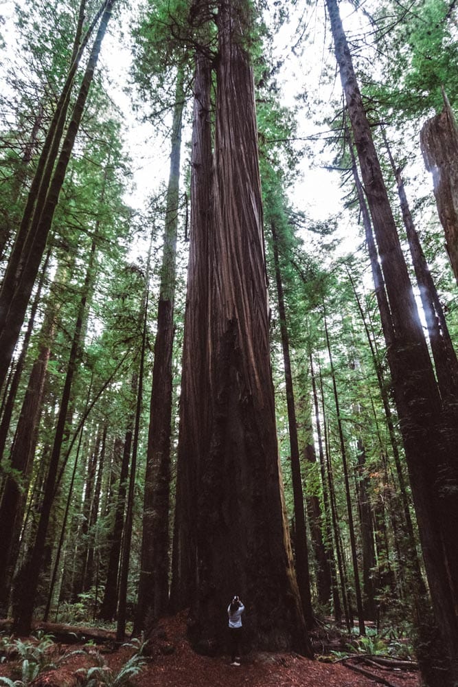 man-taking a photo of-a-giant-tree