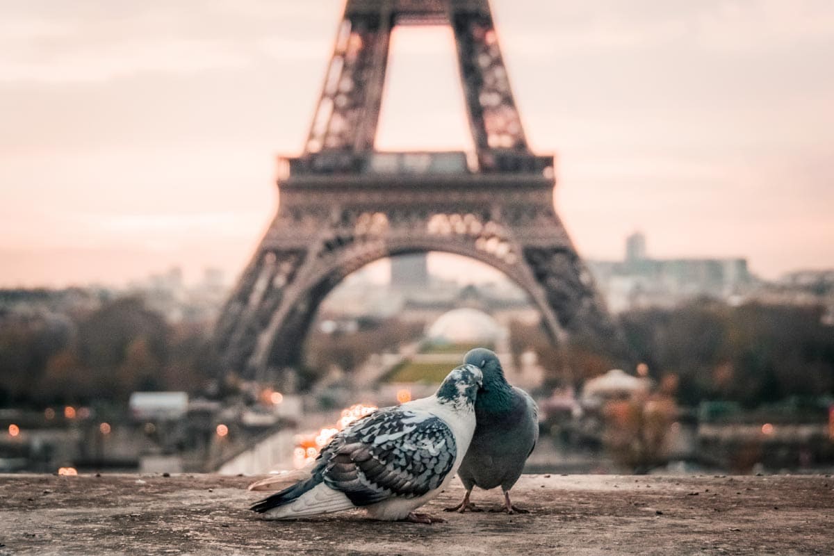 pigeons-in-front-of-the-eiffel-tower