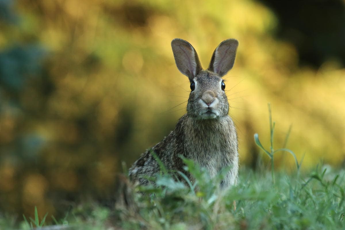 spanish-facts-rabbit-looking-alert