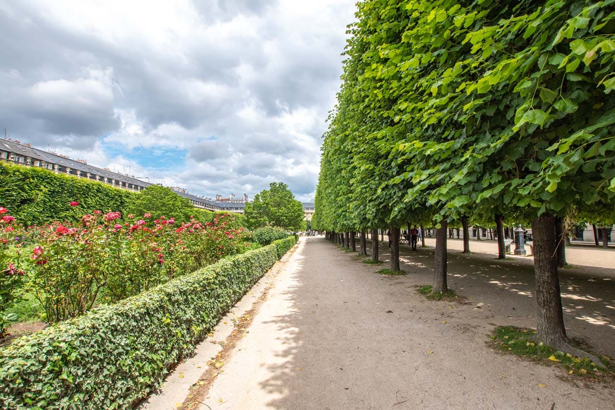 trees-in-a-paris-park