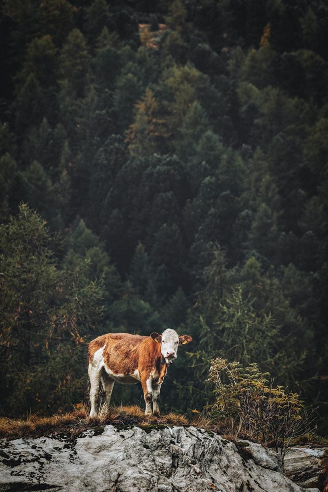 calff-staring-into-the-camera-with-a-forest-background