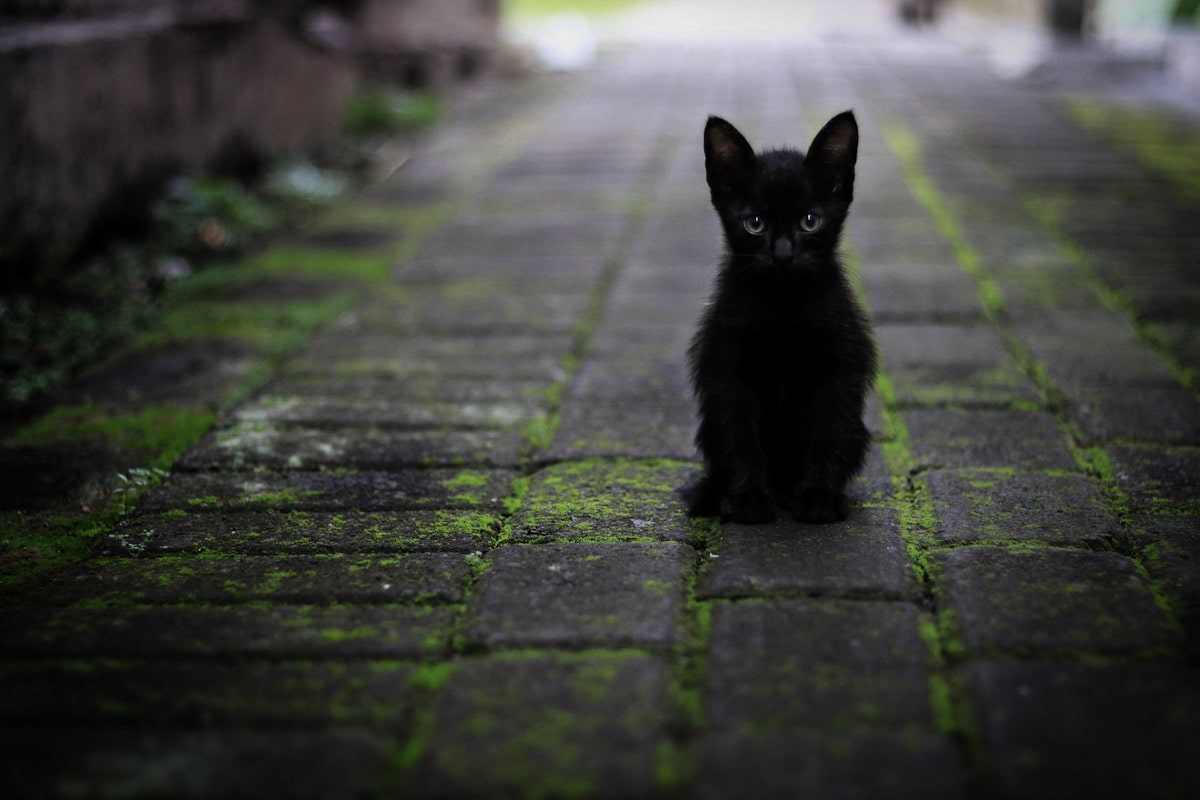 facts-about-italy-black-cat-sitting-on-the-pavement