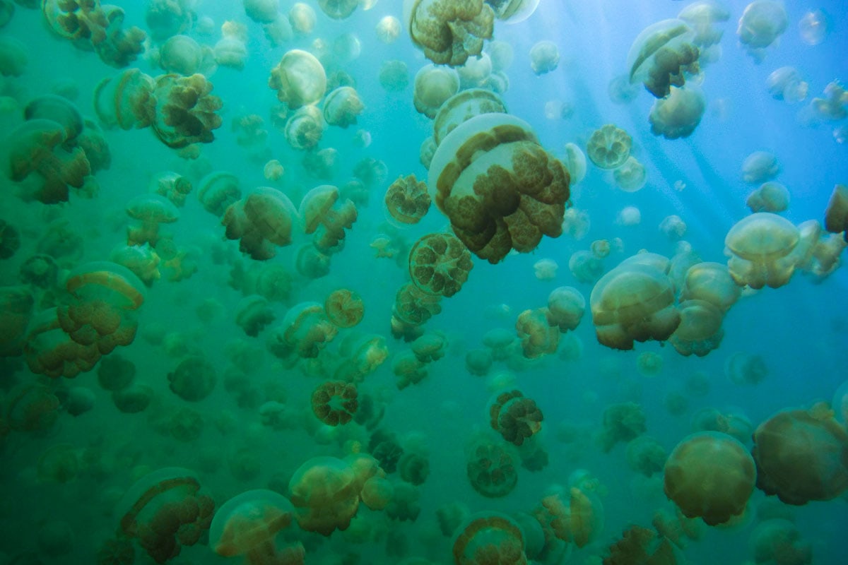 landmarks-in-oceania-jellyfish-lake