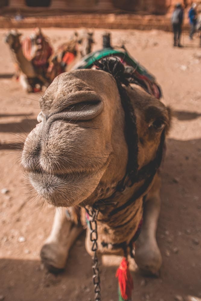 close-up-of-a-camel