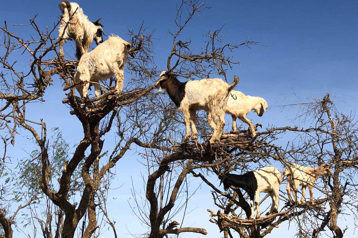 five-goats-up-in-a-tree