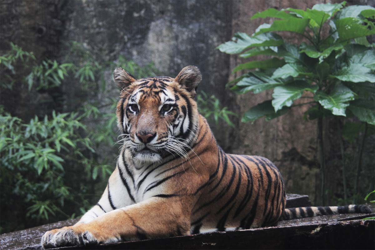 what-indonesia-is-famous-for-sumatra-tiger-watching-in-the-camera