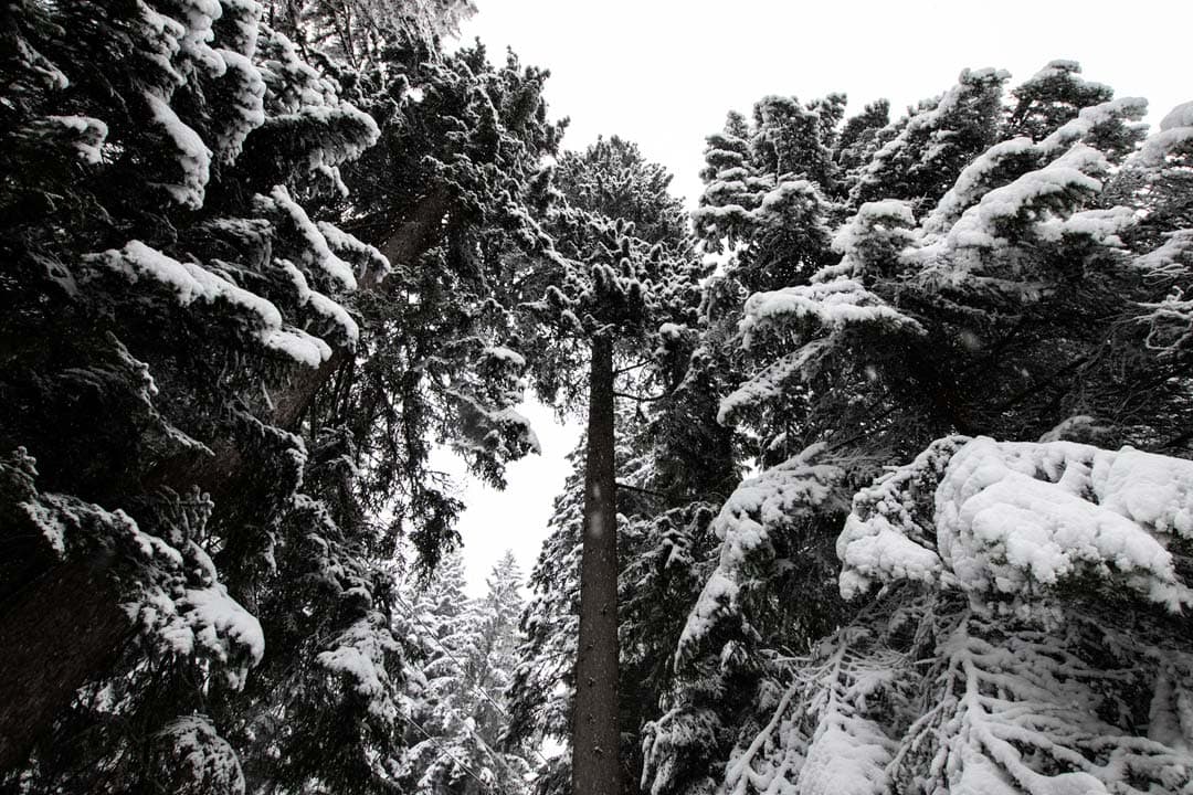 borovets-ski-pine-wood