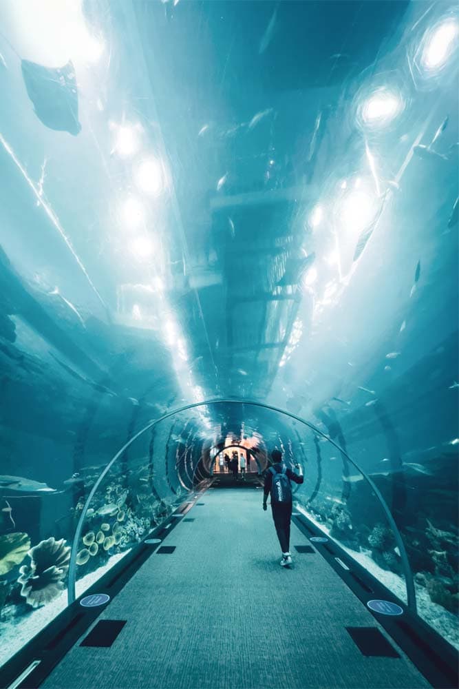 5-day-dubai-itinerary-glass-tunnel-in-dubai-aquarium