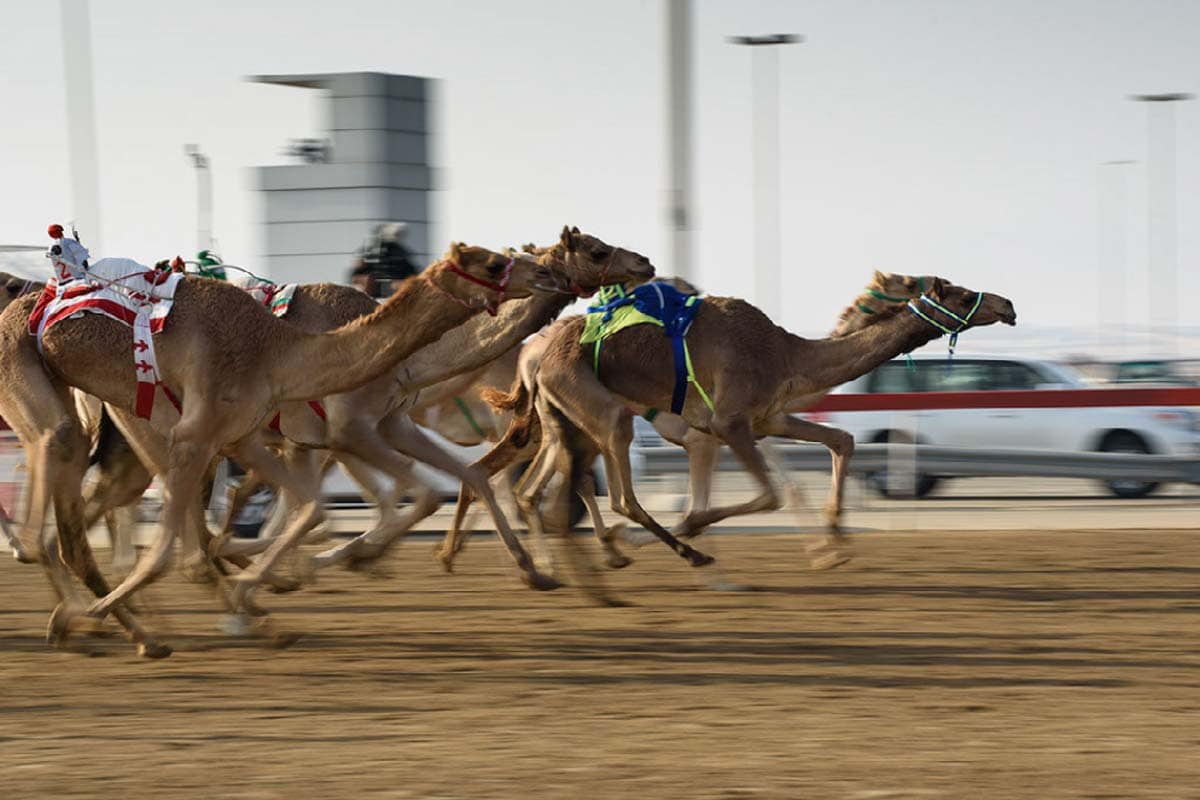 camel-racing-in-dubai