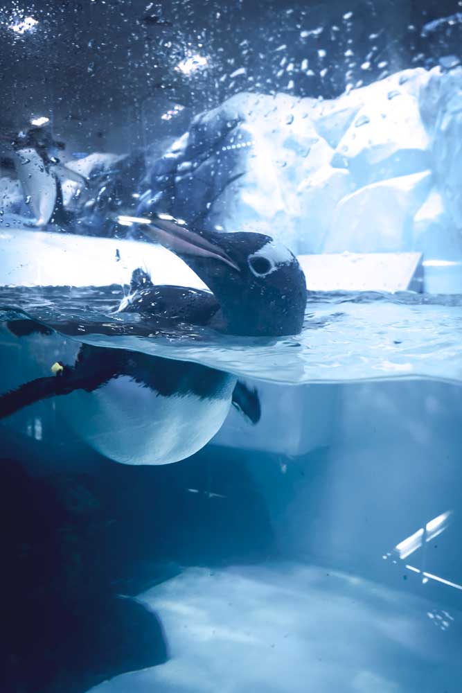 curious-penguin-in-dubai-aquarium