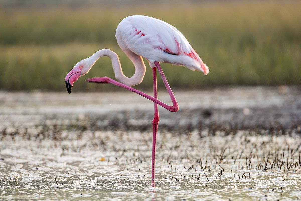 flamingo-in-a-nature-reserve