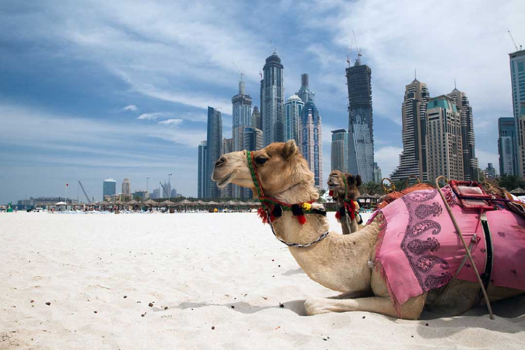 what-is-dubai-famous-for-camel-on-the-beach