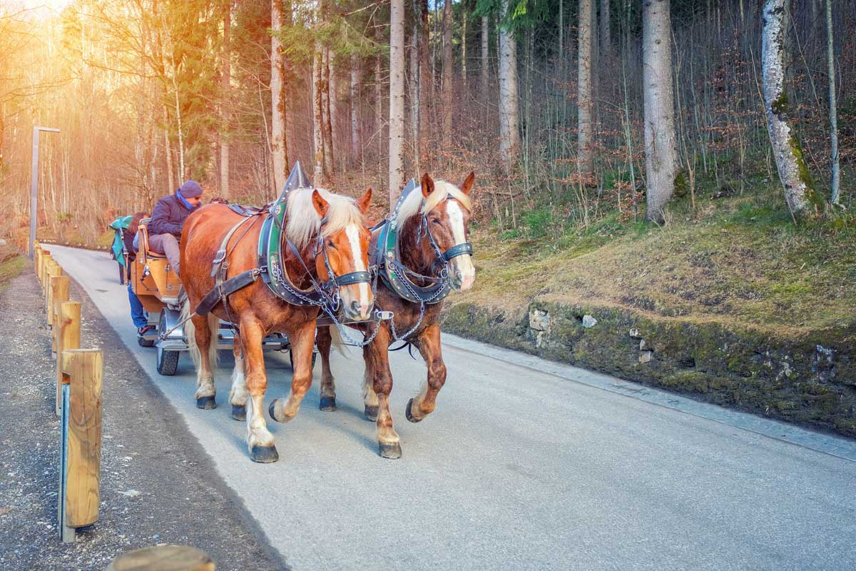 horse-carriage-in-germany