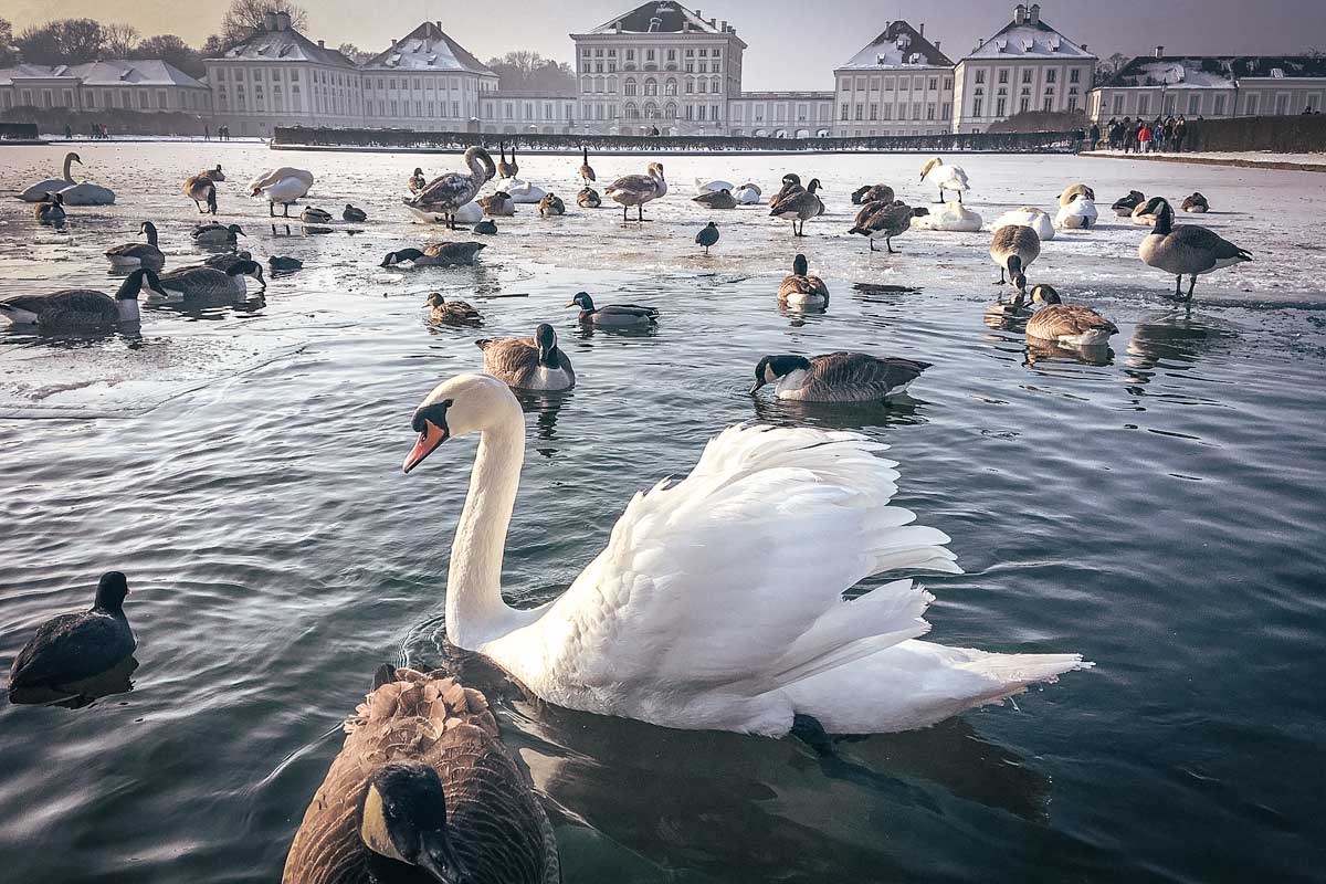 munich-in-december-swans-and-duck-in-a-lake
