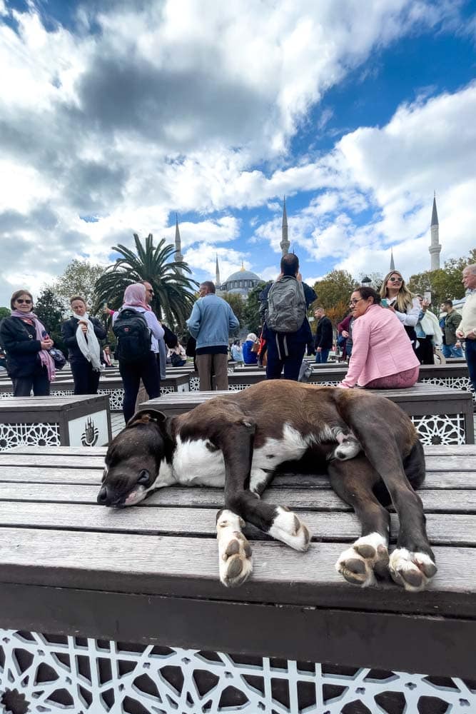 dog-sleeping-in-istanbul