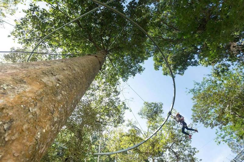 guy-on-a-tree