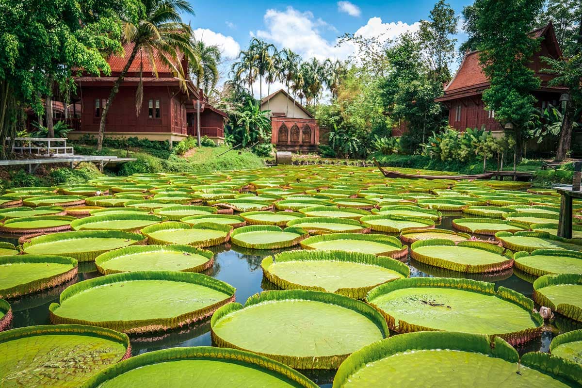 lilies-in-a-pond-on-phuket-itinerary