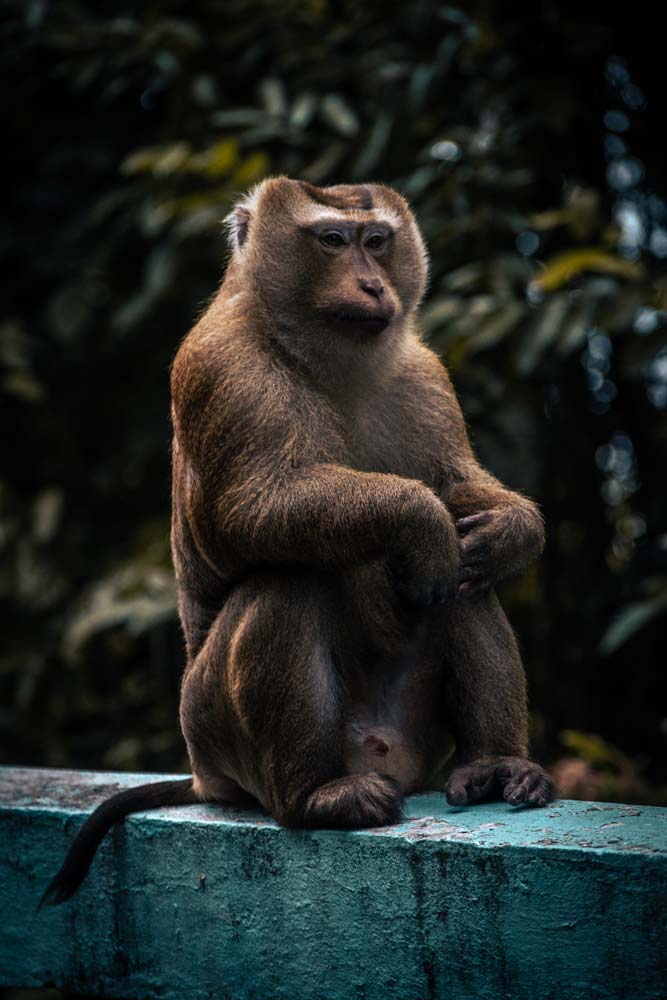 phuket-monkey-chilling-on-a-beam
