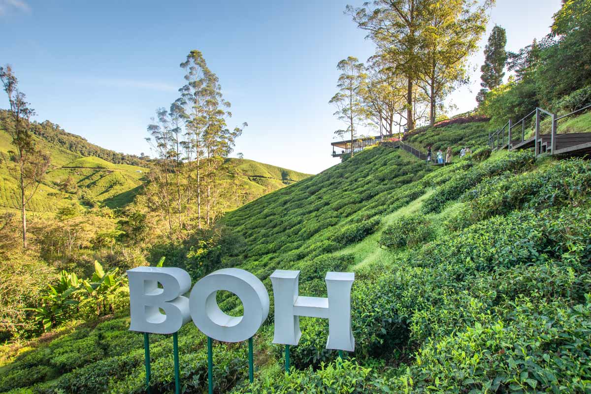 boh-tea-plantation-sign-in-bushes
