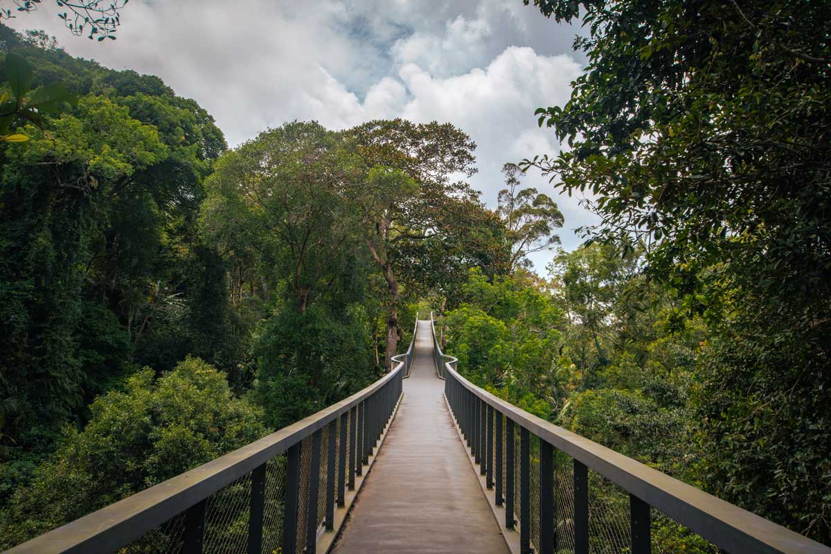bridge-over-rainforest
