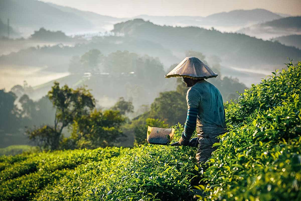 cameron-highlands-itinerary-man-in-the-tea-fields