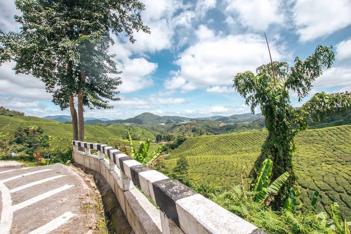 cameron-highlands-itinerary-road-with-tea-plantation