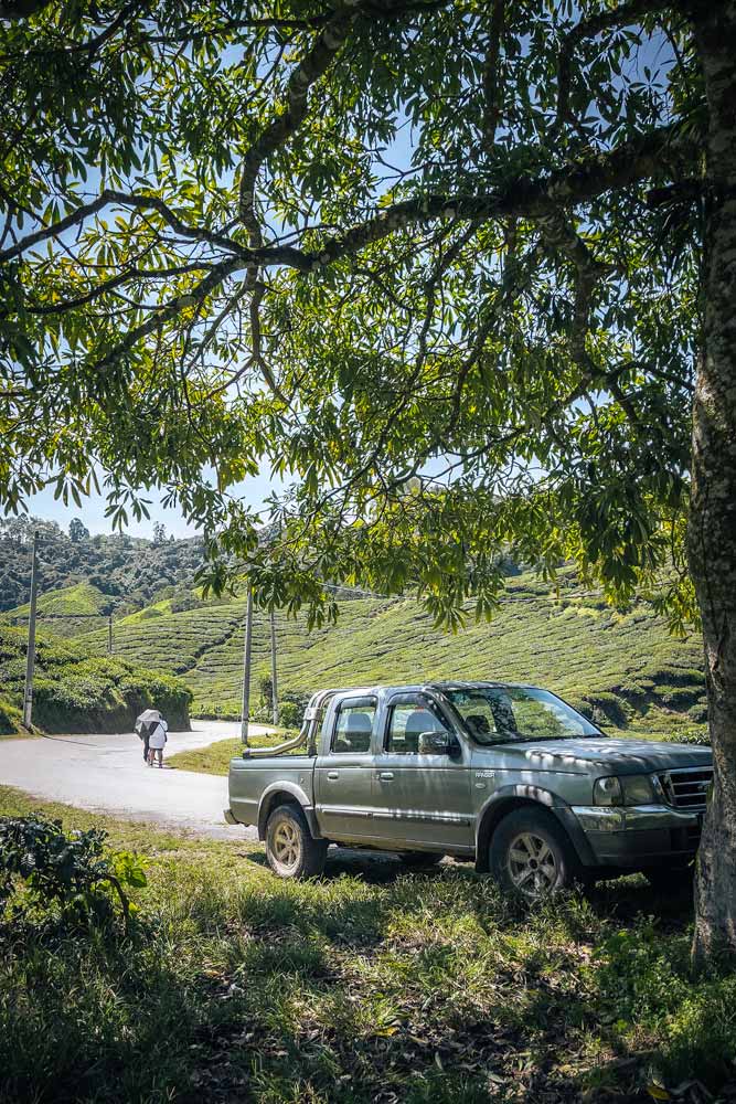 car-under-a-green-tree