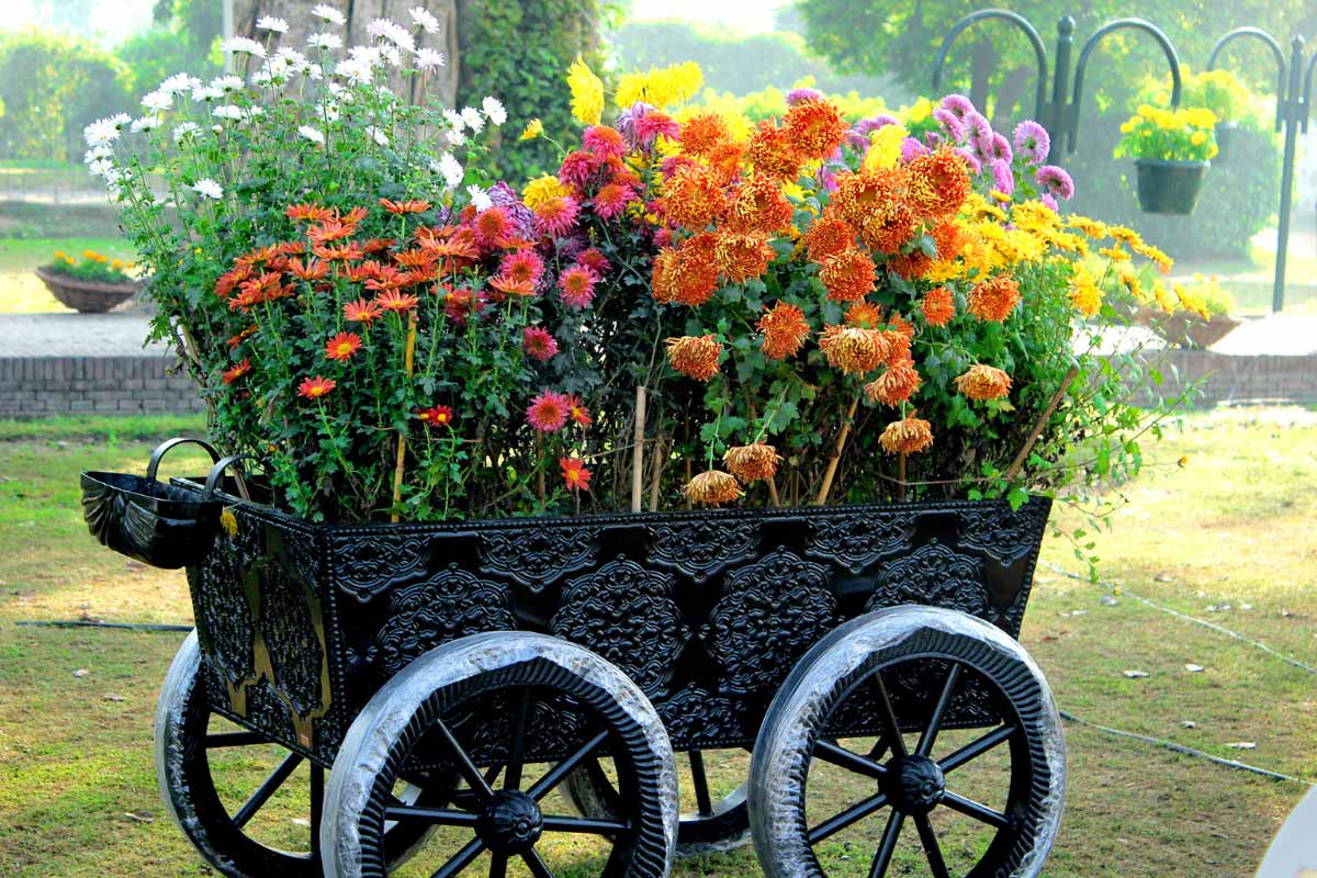 cart-full-of-flowers