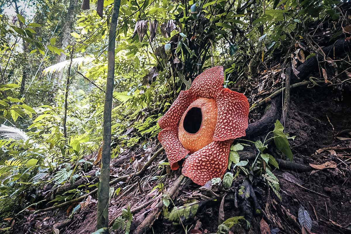 raffessia-flower-in-the-jungle