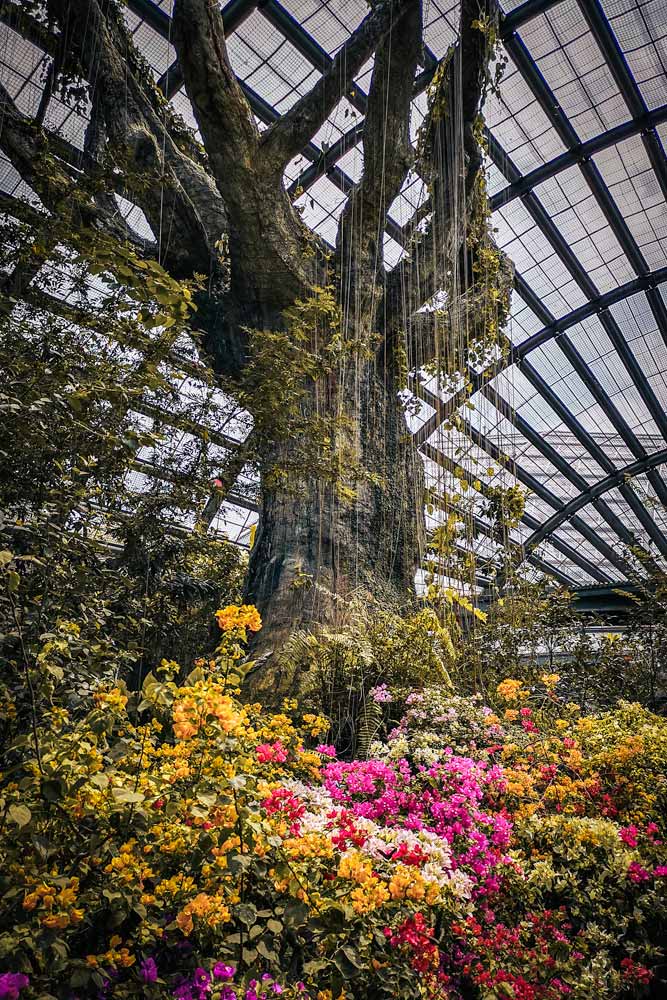 tree-inside-a-garden