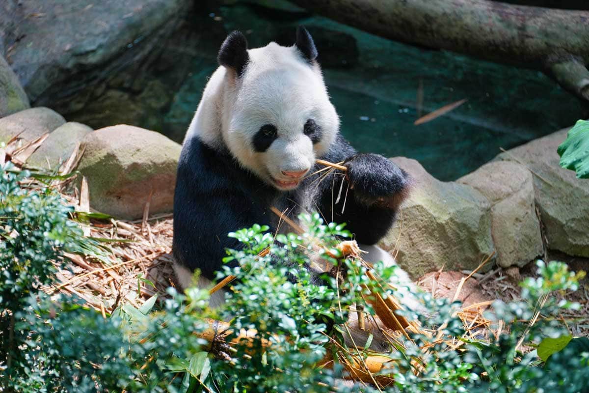 5-days-in-singapore-panda-eating-bamboo
