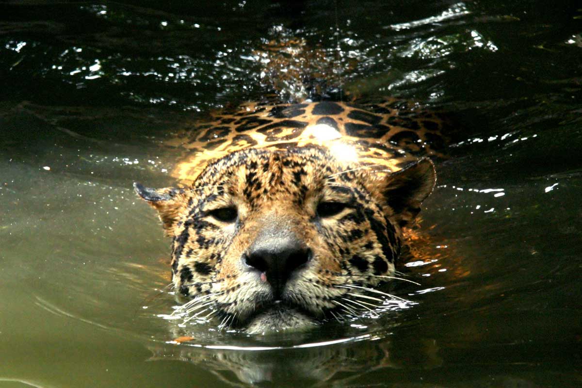 lepard-in-the-water