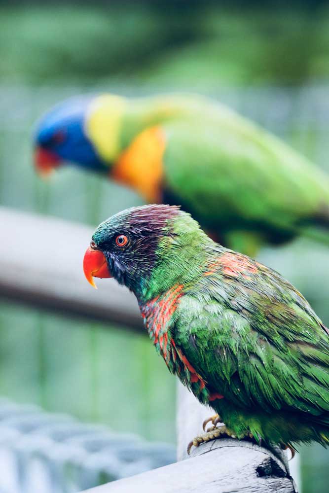 singapore-itinerary-parrots-close-up