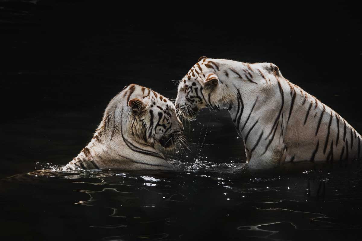 white-tigers-in-the-water