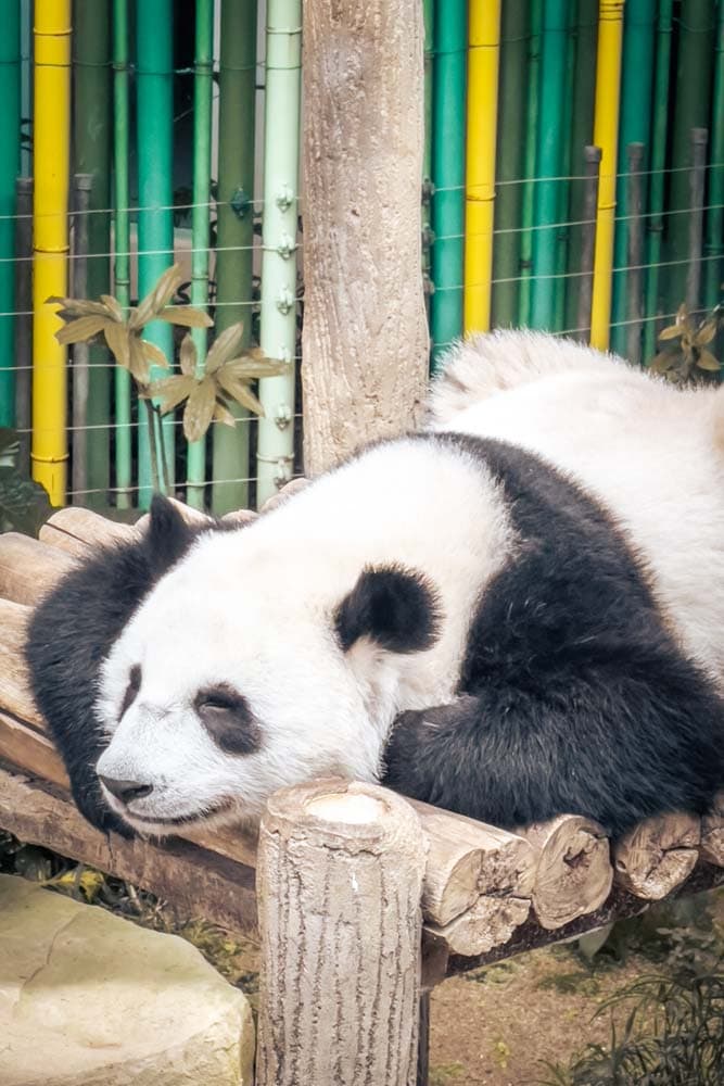 3-day-kl-itinerary-sleeping-panda