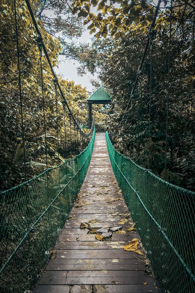 3-days-in-kuala-lumpur-bridge-over-jungle