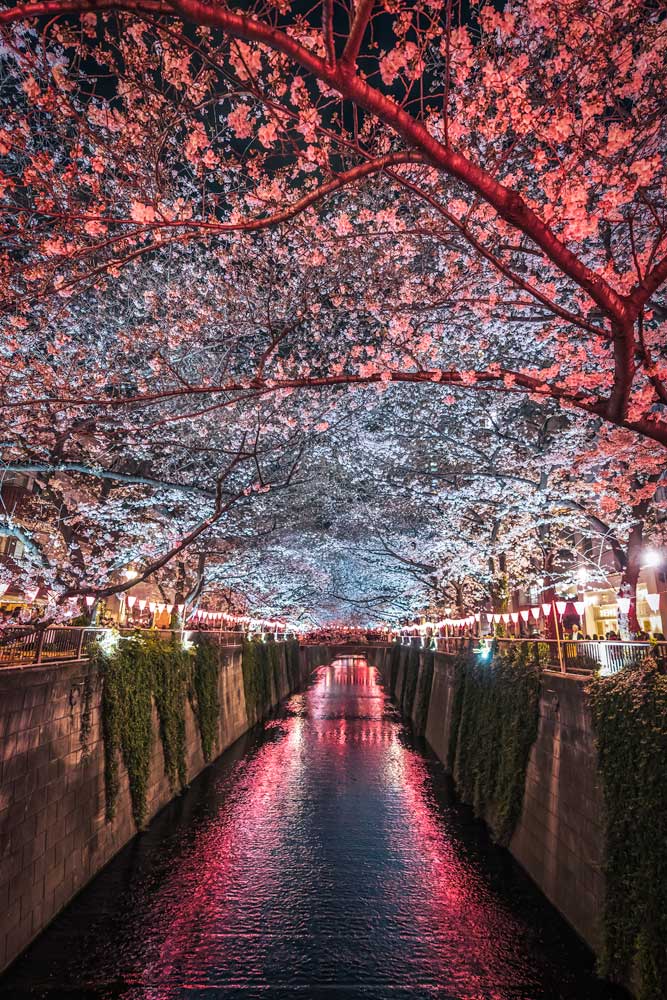 famous-chery-blossom-river-in-tokyo