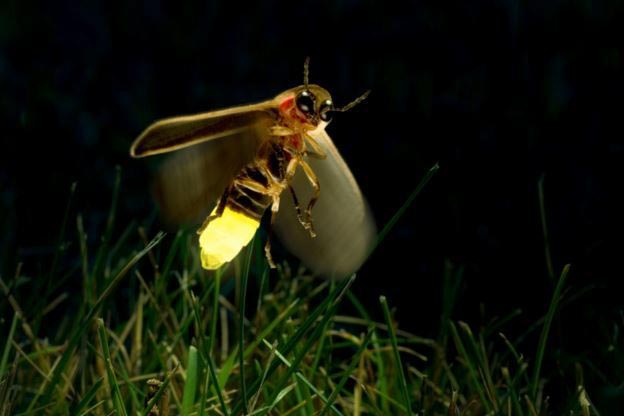 firefly-in-the-night