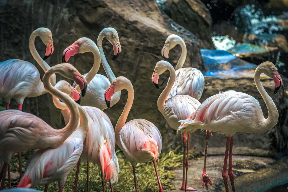 flock-of-flamingoes