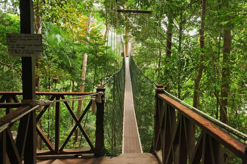 jungle-bridge-in-national-park-in-malaysia